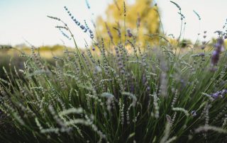 IGP_8019