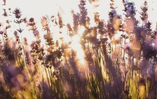 IGP_8027